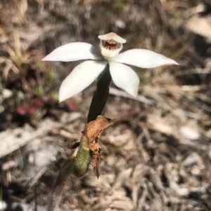 Caladenia alpina at Rendezvous Creek, ACT - suppressed