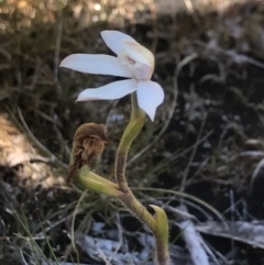 Caladenia alpina at Rendezvous Creek, ACT - suppressed