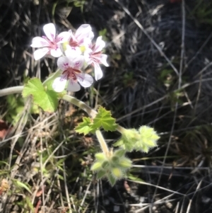 Pelargonium australe at Rendezvous Creek, ACT - 4 Dec 2021 02:24 PM