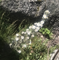 Olearia brevipedunculata (Dusty Daisy Bush) at Rendezvous Creek, ACT - 4 Dec 2021 by BrianH