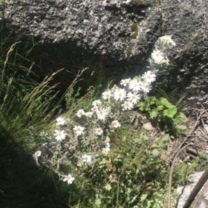 Olearia brevipedunculata at Rendezvous Creek, ACT - 4 Dec 2021 02:25 PM