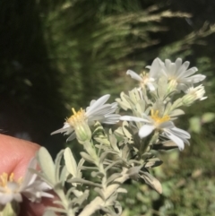 Olearia brevipedunculata at Rendezvous Creek, ACT - 4 Dec 2021 02:25 PM