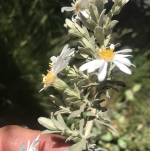 Olearia brevipedunculata at Rendezvous Creek, ACT - 4 Dec 2021 02:25 PM