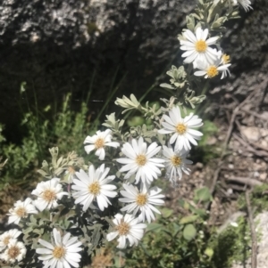 Olearia brevipedunculata at Rendezvous Creek, ACT - 4 Dec 2021 02:25 PM