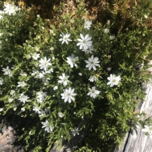 Stellaria pungens at Rendezvous Creek, ACT - 4 Dec 2021