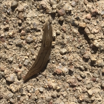 Ambigolimax sp. (valentius and waterstoni) (Striped Field Slug) at Rendezvous Creek, ACT - 4 Dec 2021 by BrianH