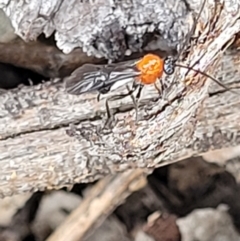 Braconidae (family) (Unidentified braconid wasp) at Molonglo Valley, ACT - 15 Dec 2021 by tpreston