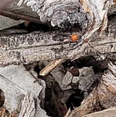 Braconidae (family) at Molonglo Valley, ACT - 15 Dec 2021