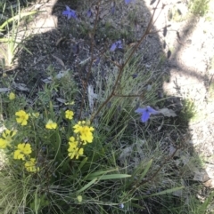 Dianella sp. (Flax Lily) at Rendezvous Creek, ACT - 3 Dec 2021 by BrianH