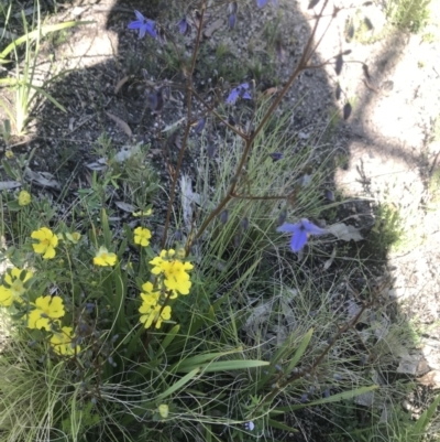 Dianella sp. (Flax Lily) at Rendezvous Creek, ACT - 3 Dec 2021 by BrianH