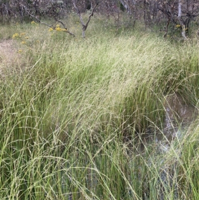 Amphibromus sp. (Swamp Wallaby Grass) at The Fair, Watson - 14 Dec 2021 by waltraud