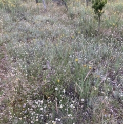 Leucochrysum albicans subsp. tricolor (Hoary Sunray) at Watson, ACT - 14 Dec 2021 by waltraud