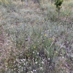 Leucochrysum albicans subsp. tricolor at Watson, ACT - 14 Dec 2021