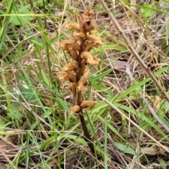 Orobanche minor (Broomrape) at Stromlo, ACT - 15 Dec 2021 by trevorpreston