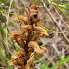 Orobanche minor at Stromlo, ACT - 15 Dec 2021