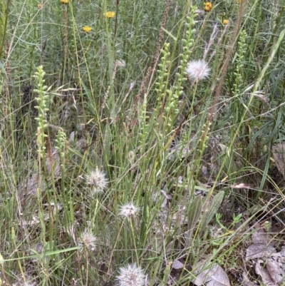 Microtis (genus) (onion orchids) at Watson, ACT - 14 Dec 2021 by waltraud