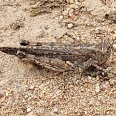 Acrididae sp. (family) (Unidentified Grasshopper) at Molonglo Valley, ACT - 15 Dec 2021 by trevorpreston