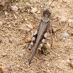 Pycnostictus seriatus at Molonglo Valley, ACT - 15 Dec 2021