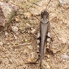 Pycnostictus seriatus at Molonglo Valley, ACT - 15 Dec 2021