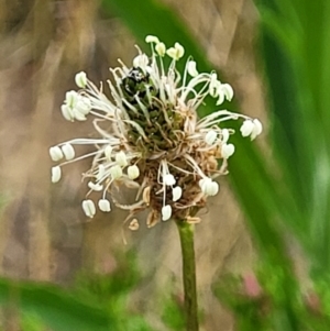 Plantago lanceolata at Molonglo Valley, ACT - 15 Dec 2021 03:39 PM