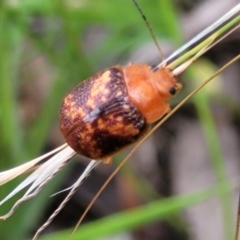 Paropsis aspera (Eucalyptus Tortoise Beetle) at Stromlo, ACT - 15 Dec 2021 by trevorpreston