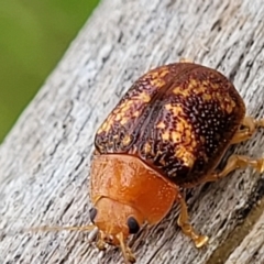 Paropsis aspera at Stromlo, ACT - 15 Dec 2021