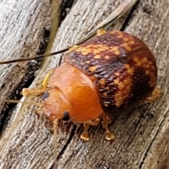 Paropsis aspera at Stromlo, ACT - 15 Dec 2021