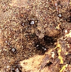 Papyrius sp. (genus) at Stromlo, ACT - suppressed