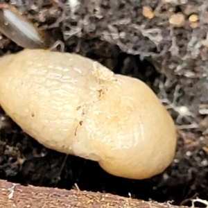 Deroceras laeve at Stromlo, ACT - 15 Dec 2021