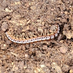 Diplopoda (class) (Unidentified millipede) at Stromlo, ACT - 15 Dec 2021 by tpreston