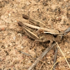 Phaulacridium vittatum (Wingless Grasshopper) at Stromlo, ACT - 15 Dec 2021 by trevorpreston
