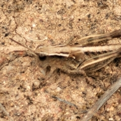 Phaulacridium vittatum at Stromlo, ACT - 15 Dec 2021