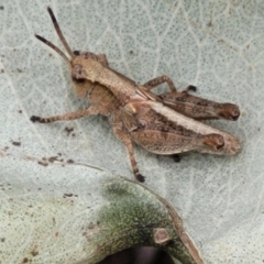 Phaulacridium vittatum (Wingless Grasshopper) at Stromlo, ACT - 15 Dec 2021 by trevorpreston