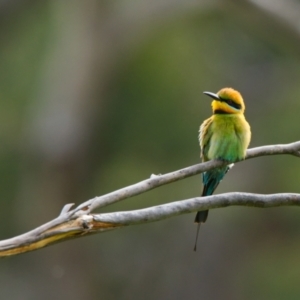 Merops ornatus at Burra, NSW - 23 Nov 2021