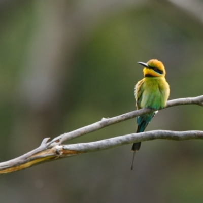 Merops ornatus (Rainbow Bee-eater) at Googong Foreshore - 23 Nov 2021 by BenHarvey