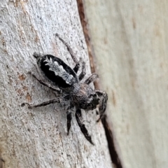 Sandalodes superbus (Ludicra Jumping Spider) at Stromlo, ACT - 15 Dec 2021 by tpreston