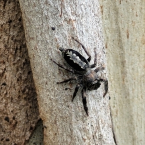 Sandalodes superbus at Stromlo, ACT - 15 Dec 2021