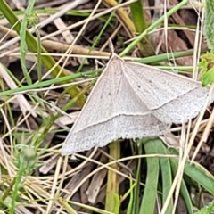 Epidesmia hypenaria at Stromlo, ACT - 15 Dec 2021