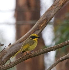 Lichenostomus melanops (Yellow-tufted Honeyeater) at Googong Foreshore - 23 Nov 2021 by BenHarvey