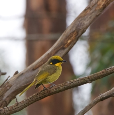 Lichenostomus melanops (Yellow-tufted Honeyeater) at Googong Foreshore - 23 Nov 2021 by BenHarvey