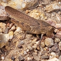 Goniaea opomaloides (Mimetic Gumleaf Grasshopper) at Molonglo Valley, ACT - 15 Dec 2021 by tpreston