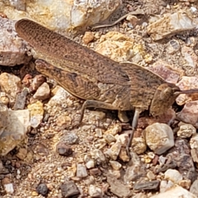 Goniaea opomaloides (Mimetic Gumleaf Grasshopper) at Molonglo Valley, ACT - 15 Dec 2021 by trevorpreston