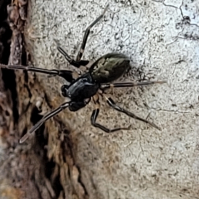 Zodariidae (family) (Unidentified Ant spider or Spotted ground spider) at Stromlo, ACT - 15 Dec 2021 by tpreston