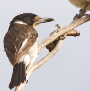 Cracticus torquatus at Paddys River, ACT - 22 Nov 2021