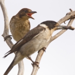 Cracticus torquatus at Paddys River, ACT - 22 Nov 2021