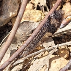 Glenoleon pulchellus (Antlion lacewing) at Denman Prospect 2 Estate Deferred Area (Block 12) - 15 Dec 2021 by tpreston