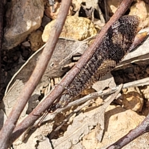 Glenoleon pulchellus at Molonglo Valley, ACT - 15 Dec 2021