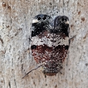 Platybrachys decemmacula at Molonglo Valley, ACT - 15 Dec 2021