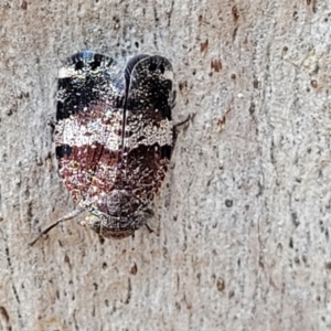 Platybrachys decemmacula at Molonglo Valley, ACT - 15 Dec 2021