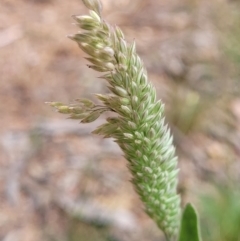 Phalaris aquatica (Phalaris, Australian Canary Grass) at Molonglo Valley, ACT - 15 Dec 2021 by tpreston